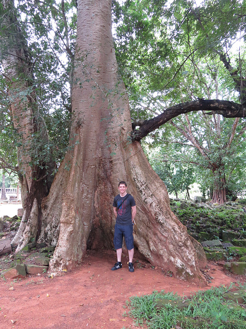 Arbres d'Angkor Thom.