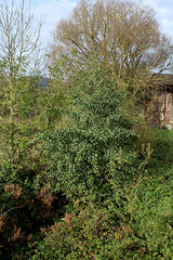 Alnus glutinosa