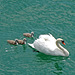 Excursion with family swan