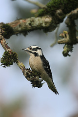 Female Downy Woodpecker