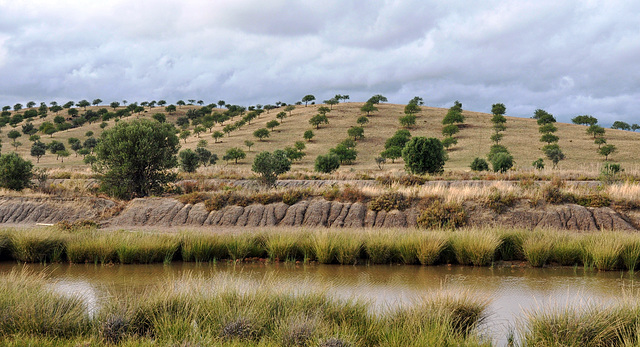 Sapal de Casrtro Marim (Portugal, Algarve)