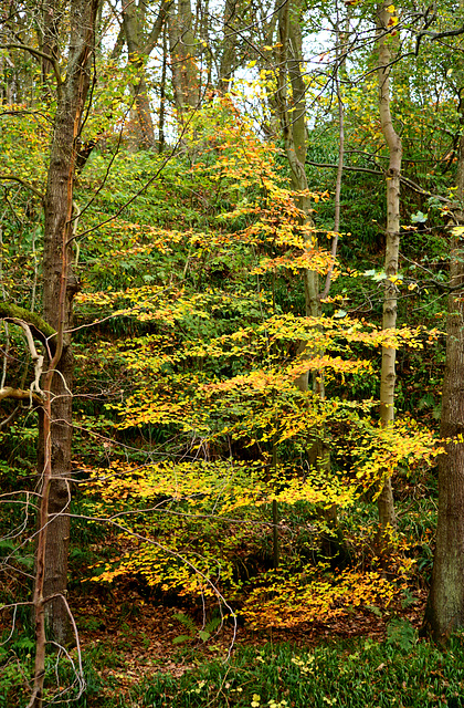 Autumn in Plessey Wood, Northumberland.