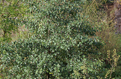 Alnus glutinosa