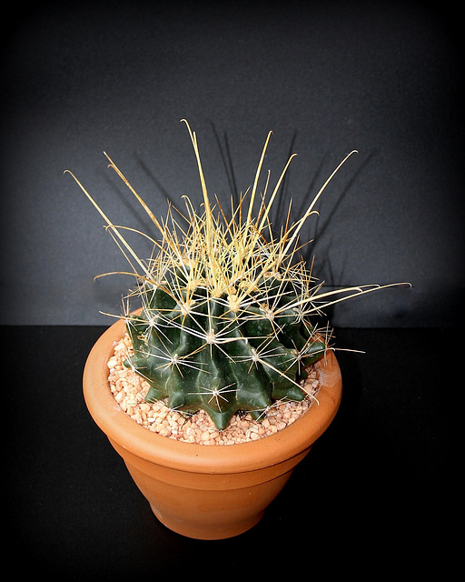 Ferocactus hamatacanthus