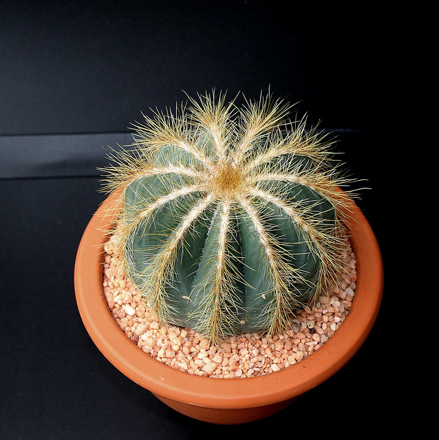 Parodia ( Notocactus ) magnifica