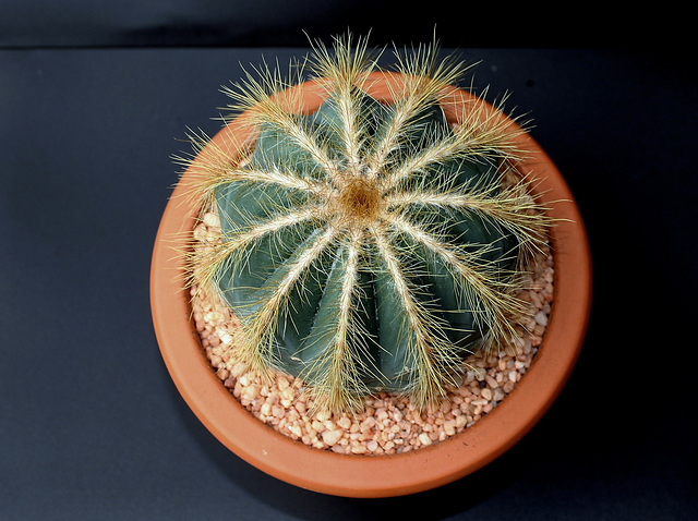 Parodia ( Notocactus ) magnifica