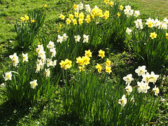 Sun Worshipping Daffodils