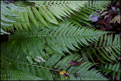 Dryopteris filix -mas