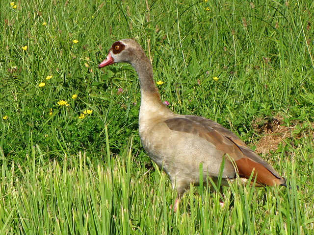 Nilgans (Alopochen aegyptiacus)