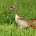 Nilgans (Alopochen aegyptiacus)