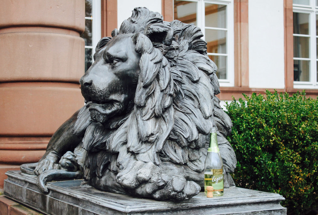 Another morning in the life of a lion...