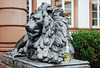 Another morning in the life of a lion...