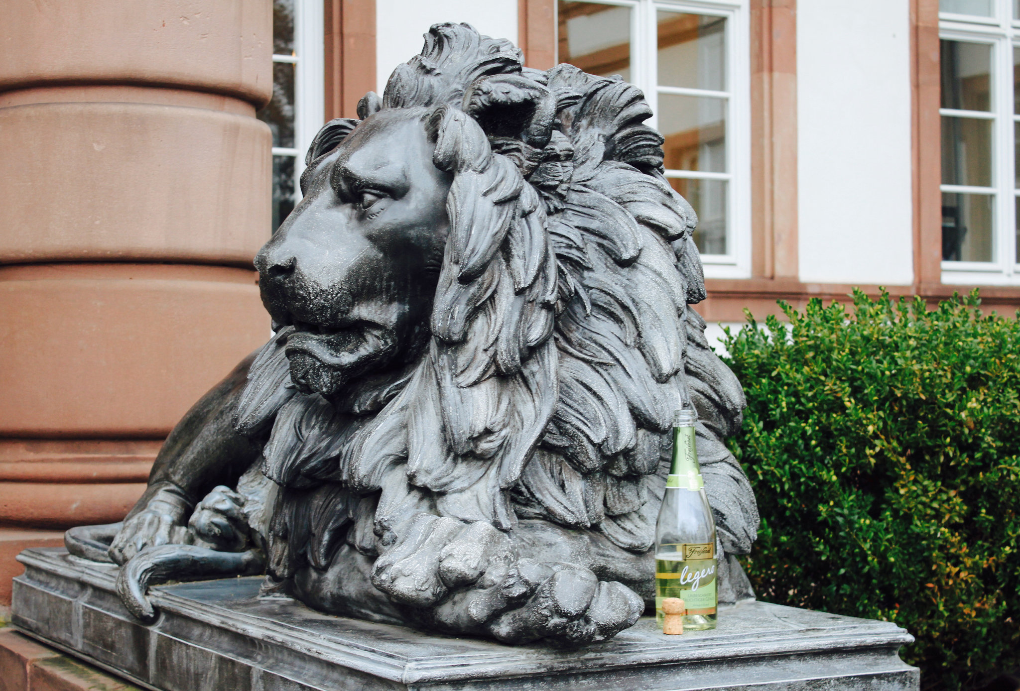 Another morning in the life of a lion...