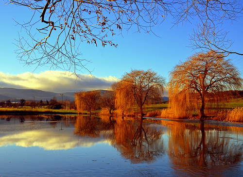 Weiden am Teich