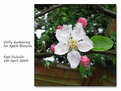 Snowy Apple Blossom - East Dulwich - London - 6.4.2008