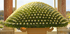 Chrysanthème géant