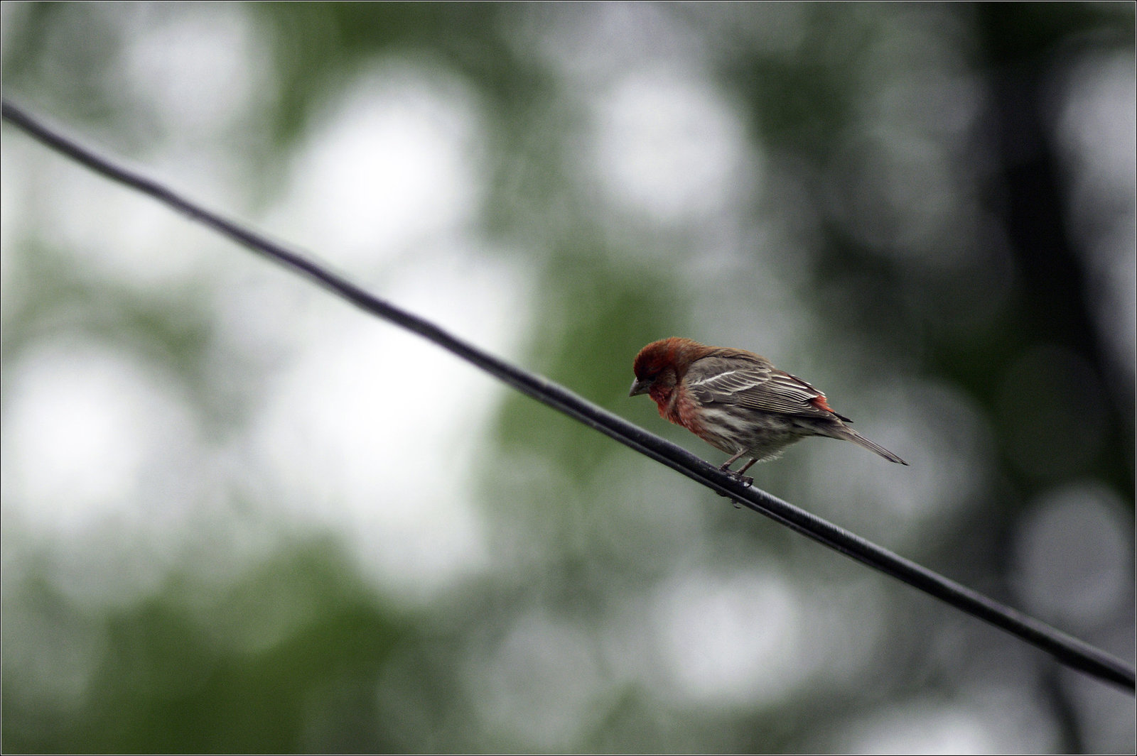 A Bird on a Wire