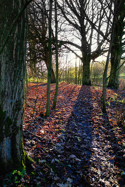 Autumn in the woods.