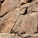 Corn Springs CA petroglyphs (0570)