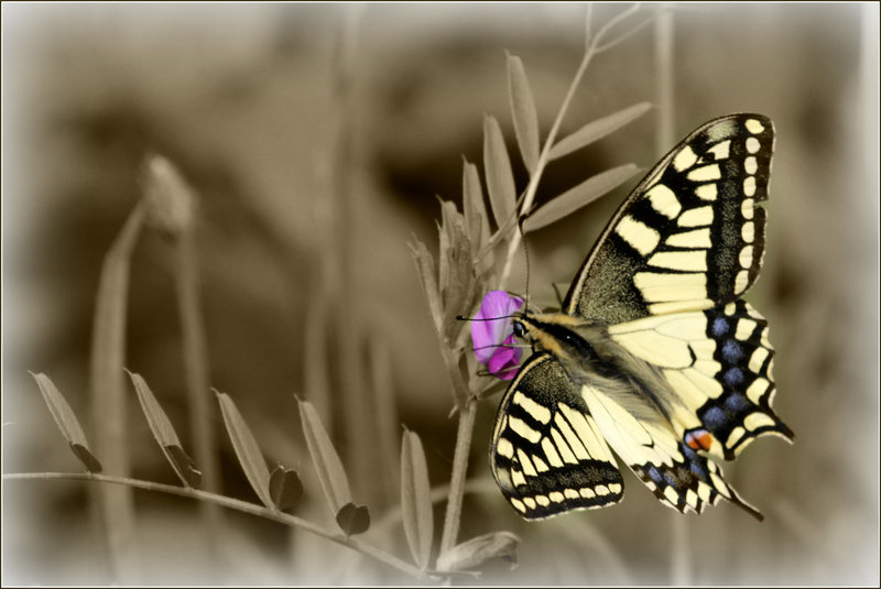 Machaon