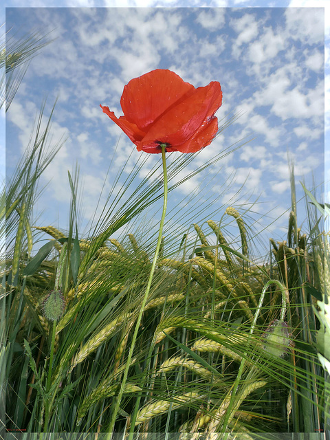 Klatschmohn / corn poppy