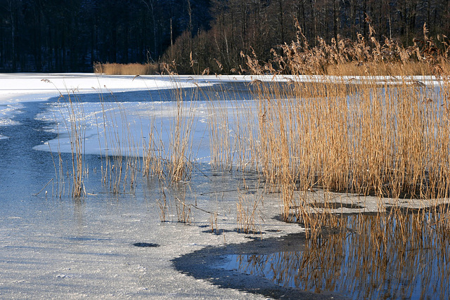 Winter am Grossensee