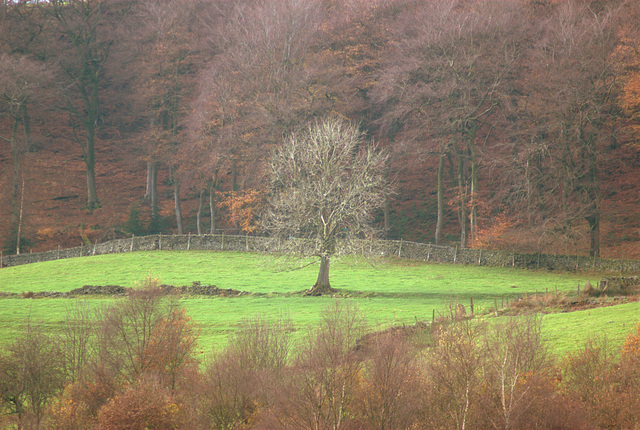 lone tree