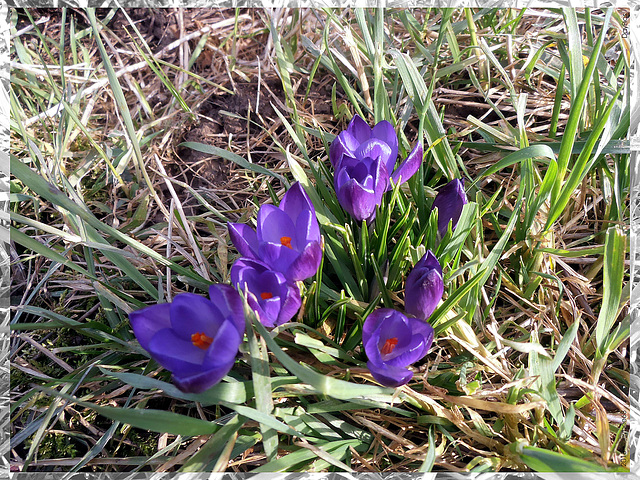 Frühlingserwachen / spring awakening