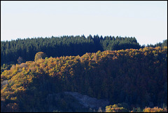 novembre en montagne auvergnate  (7)