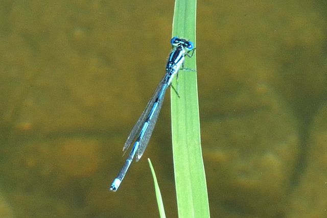 Blue-eye (Erythromma lindenii)