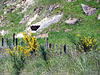 Broom Along Fenceline