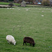 Brown and White Sheep