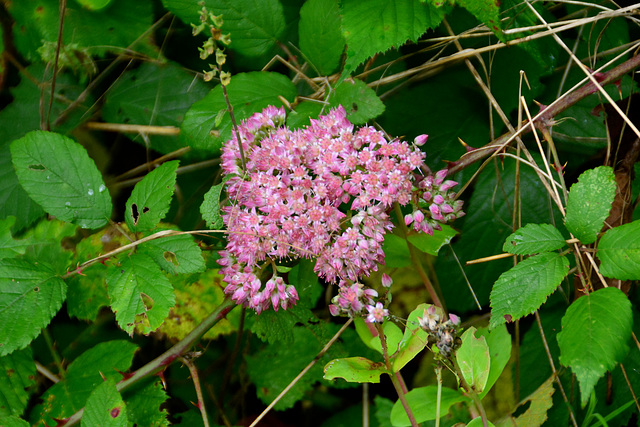 Laudonie 2014 – Flower
