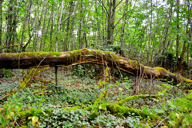 Laudonie 2014 – Dead tree