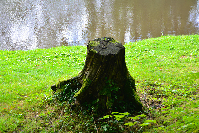 Laudonie 2014 – Tree stump