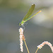 Beautiful Demoiselle (female) - Calopteryx virgo 26-07-2012 10-00-47