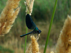 Beautiful Demoiselle m - (Calopteryx virgo ssp. meridionalis) 16-06-2009 08-02-19