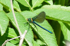 Beautiful Demoiselle m (Calopteryx virgo) 01