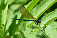 Beautiful Demoiselle m (Calopteryx virgo) 02