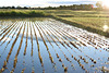 Paddy field under the blue sky