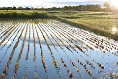 Paddy field under the blue sky