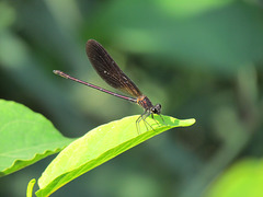 Copper Demoiselle - Calopteryx haemorrhoidalis 28-06-2011 09-13-35