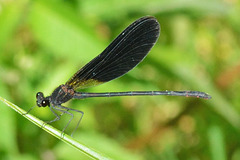 Copper Demoiselle (Calopteryx haemorrhoidalis)