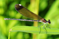 Copper Demoiselle f (Calopteryx haemorrhoidalis) (2)