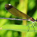 Copper Demoiselle f (Calopteryx haemorrhoidalis) (2)