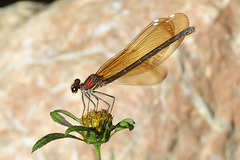 Copper Demoiselle f (Calopteryx haemorrhoidalis) 2