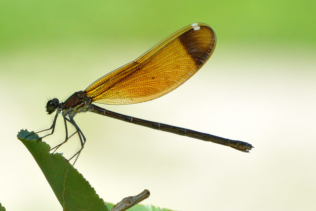 Copper Demoiselle f (Calopteryx haemorrhoidalis)