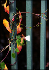 Herbstliche Verwicklungen - Autumnal entanglements