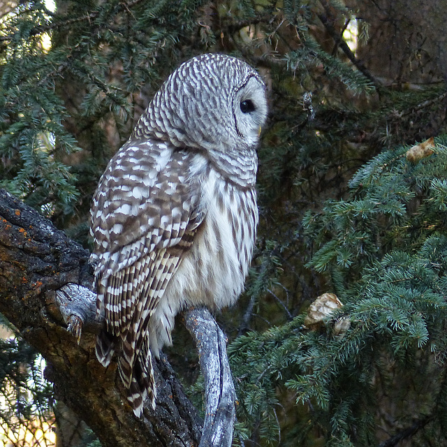 Barred Owl beauty