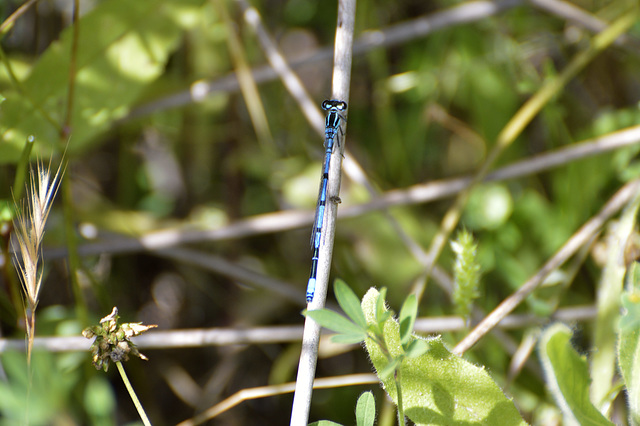 Azure Bluet (m) - Coenagrion puella